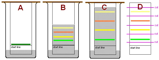Paper chromatogram